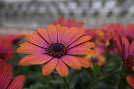 Image result for Osteospermum nyikense