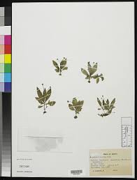 Image result for Belonophora coffeoides