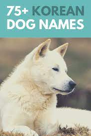 75 Korea Inspired Dog Names Tae Kwon Doggo Dog Names Dog Names Male Cute Dog Names Boy