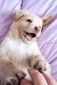 Aggressive Puppy How To Recognize And Treat Puppy Aggression Puppy Aggression Puppy Biting Puppies