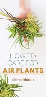 How To Care For Air Plants Tillandsia Air Plants Care Air Plants Plant Care