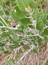 Image result for Capparis cartilaginea