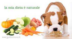 Alimentazione naturale per cucciolo di husky. Alimentazione Naturale Cane Esiste La Dieta Perfetta