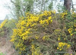 Listing of bugs and other insects that can be found in oregon. Furze The Yellow Flower Of The Irish Landscape