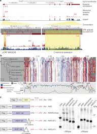 If you've ever seen the television show shark tank, you know that a big chunk of its appeal comes from its cringe factor. Amd1 Mrna Employs Ribosome Stalling As A Mechanism For Molecular Memory Formation Nature