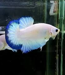 Beli ikan cupang marble online berkualitas dengan harga murah terbaru 2021 di tokopedia! Blue Rim Marble Ikan Cupang Ikan