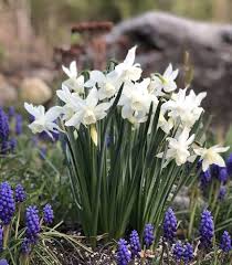 Mini Daffodil Thalia In 2020 Daffodil Gardening Daffodil Bulbs Daffodils