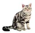 American Shorthair - Price, Personality, Lifespan
