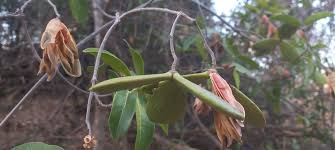 Image result for Hippocratea longipetiolata