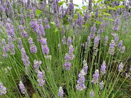 English Lavender Seeds, Vera, True Lavender // Non-gmo, Lavandula  Angustifolia