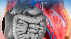 Anordnung translated between german and english including synonyms, definitions, and related words. Welche Organe Liegen Rechts Im Rucken Medizinspektrum