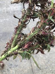 Maybe you would like to learn more about one of these? Rose Rosette Virus Identification And Control The Good Earth Garden Center