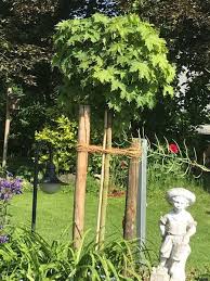 Kugelahorn Kugelbaum Globosum Acer Platanoides Globosum Baumschule Horstmann Kugelbaum Baumschule Horstmann Haus Baume