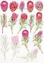 Wedding Watercolor Protea Clip Art Pink Tropical Flowers Png Commercial Use Instant Download Protea Art Flower Art Flower Drawing