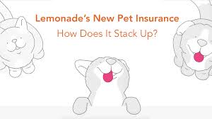 Akc pet insurance offers pet health insurance to both cats and dogs of all ages and breeds. Is Lemonade S Pet Insurance Good Here S How It Stacks Up Pawlicy Advisor