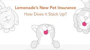 Compare and find the cheapest pet insurance policy. Is Lemonade S Pet Insurance Good Here S How It Stacks Up Pawlicy Advisor