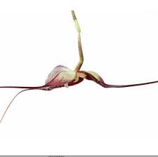 Dracula simia — Ecuagenera California