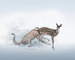 Hd Wallpaper Cheetah And Deer Painting Humor Leopard Brake Fawn Animal Wildlife Wallpaper Flare