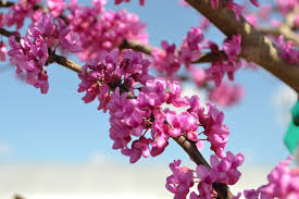 Bradford pear trees are considered an invasive species in north carolina because of their ability to thrive in a multitude of soil and weather conditions. Trees That Bloom Pink In Spring Fairview Garden Center
