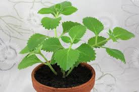 Image result for Plectranthus alboviolaceus