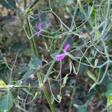 Image result for Dicliptera paniculata