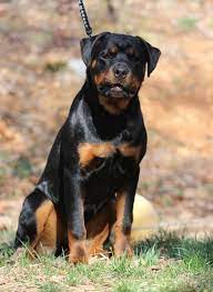 Find 11 listings related to rottweiler puppies in worcester on yp.com. Tammy Rottweiler Puppies Female Rottweiler And Male Rottweiler Puppies