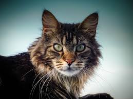 Maine coon cats & kittens in uk. Maine Cat Cafes That Cat Life