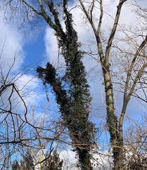 How would i remove it if i needed to? Why You Need To Remove Vines From Trees Nashville Tree Conservation Corps