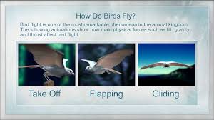 If you're not a subscriber, why not join today? Bird Flight Ask A Biologist