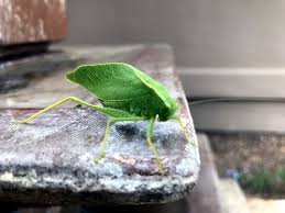 Check spelling or type a new query. Hd Wallpaper Katy Insects Katydid Katy Did Grasshopper Bug Green Wings Wallpaper Flare