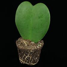Extensive hoya kerrii care tips including light, watering, soil, etc., and the one scam to watch out i will explain shortly, but like any hoya, hoya kerrii is a fantastic houseplant and will make a very. Hoya Kerrii