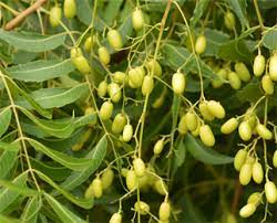 Its fruits and seeds are the source of neem oil. Neem Indian Lilac Azadirachta Indica Properties Benefits Dosage