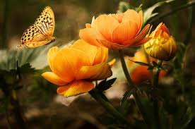Your Wellness Journey Wellness Encompasses A Healthy Body A Sound Mind And A Tranquil Spirit Enjoy Your Journe Flower Images Beautiful Flowers Flowers