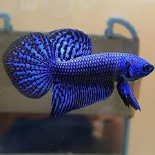 Pin By Jacqueline Vu On Little Friends Betta Fish Betta Betta Tank