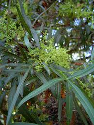 Check spelling or type a new query. Rhus Lancea African Sumac Low Water Gardening Landscaping Plants Plants