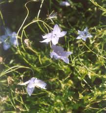 Image result for Wahlenbergia undulata