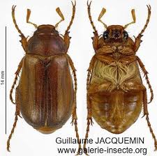 Hanneton de la st jean (amphimalion solstitialis), à l'heure du solstice ou presque, c'est génial. Hannetons