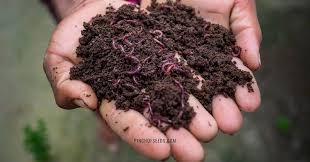 Check spelling or type a new query. What Are Worm Castings Pinch Of Seeds