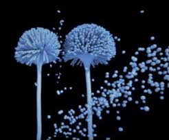 Looking for a bug exterminator or pest control in winston salem? Mold Testing Inspection Services In Winston Salem Nc Hero Mold Company Mold Inspections Testing Remediation