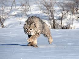 The size, shorter tail, the. 8 Fascinating Facts About Bobcats