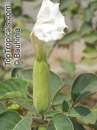 Image result for Datura inoxia