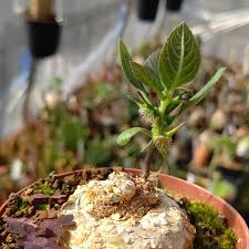 Image result for Dorstenia cuspidata