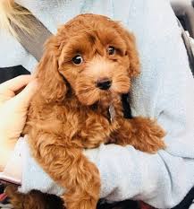 Over the years, breeders made efforts to establish a breed standard and make the cockapoo a purebred dog, but the cockapoo remains a hybrid breed today. Meet Oliver Our Cockapoo Puppy Caitlin Luke Photography Blog