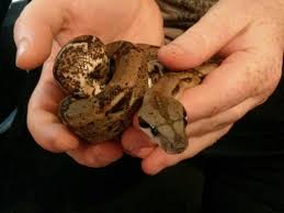 Meet Desdemona Des My New Baby Boa Constrictor Imperator Honduras She Is Such A Sweetheart Snake Amino Amino