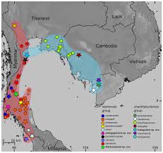 The species has an extremely small extent of occurrence of less than 6 km2. Three New Karst Dwelling Cnemaspis Strauch 1887 Squamata Gekkoniade From Peninsular Thailand And The Phylogenetic Placement Of C Punctatonuchalis And C Vandeventeri Peerj