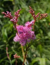 Image result for Faurea rubriflora