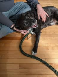 Anyone own this dog? Running