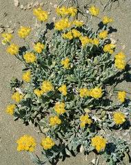 Image result for Helichrysum cephaloideum