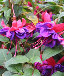 Hardy Fuchsia Voodoo Fuchsia Hardy Plants