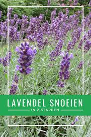 lavendel snoeien tuin snoeien tuin werken achtertuin planten
